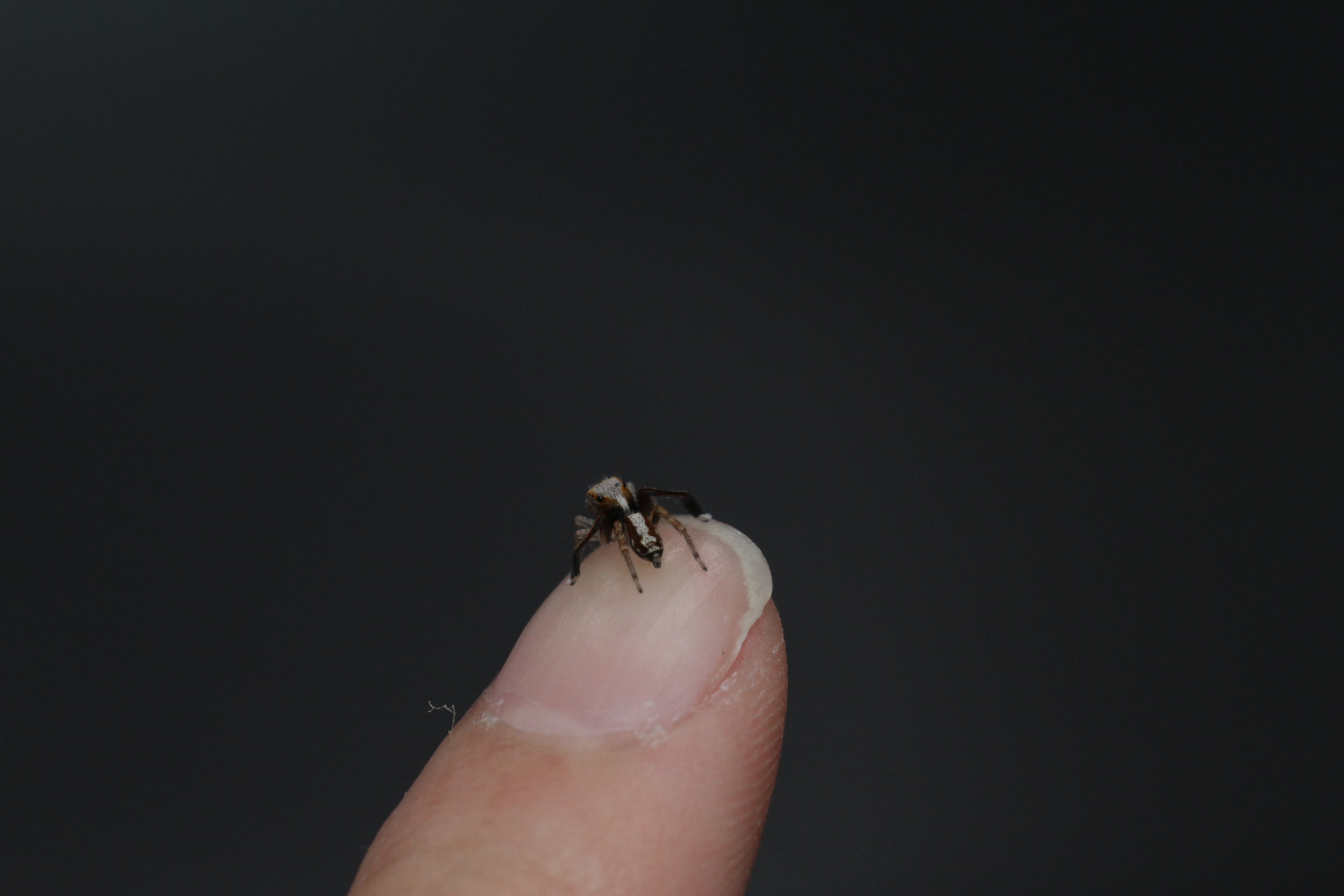 Araña pequeña de la especie saitis barbipes