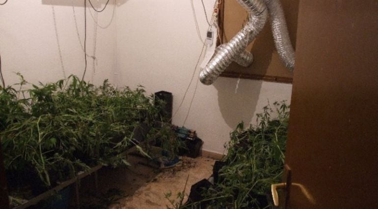 Les plantacions com aquesta s'han traslladat fora del barri.