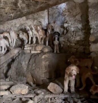 Perros en la leñera en Zaorejas