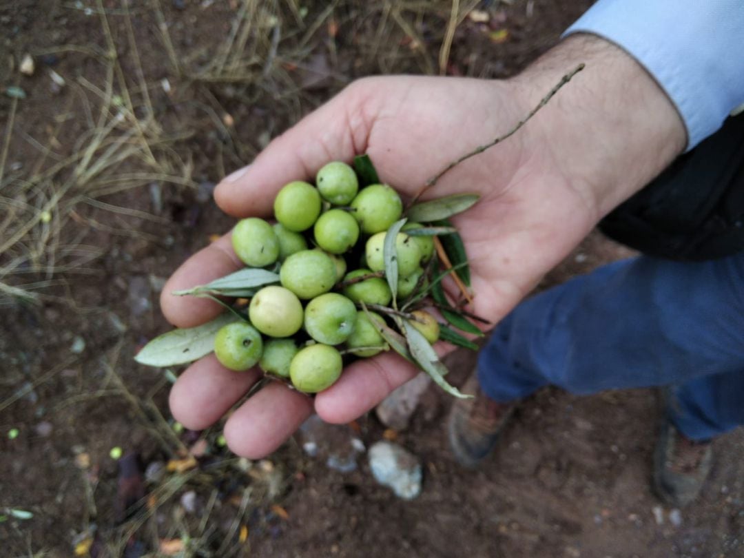 Recolección de aceituna, imagen de archivo