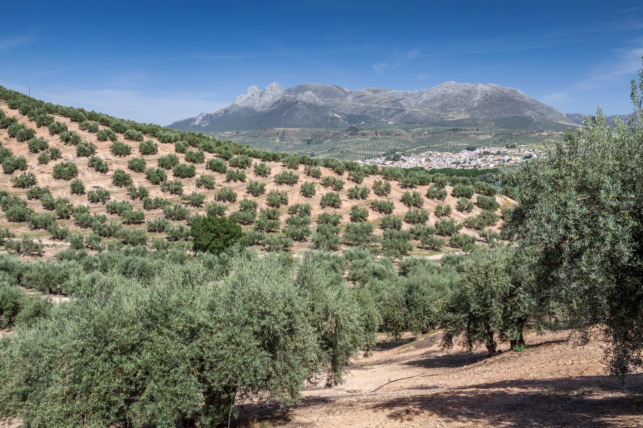 Un campo de olivares durante un día soleado, con un pueblo a lo lejos.