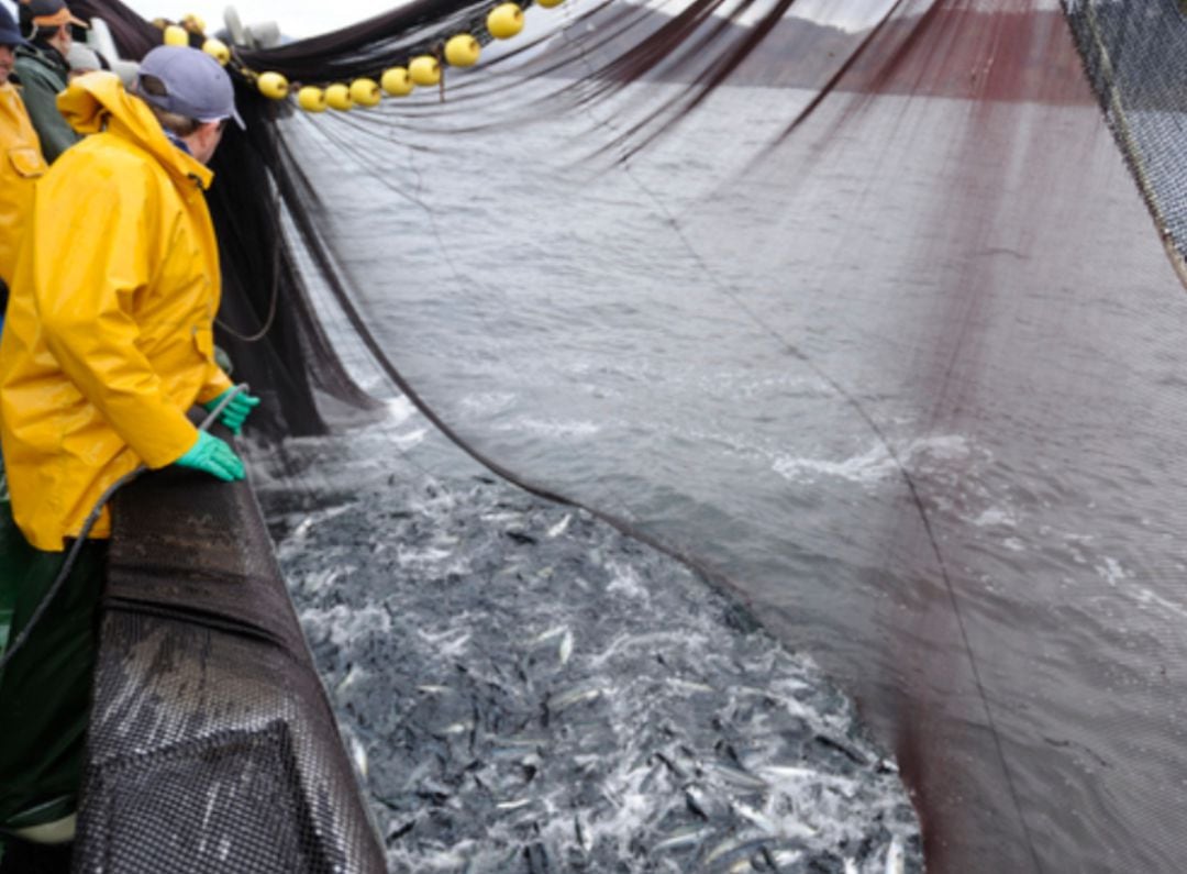 Imagen de un barco pesquero faenado