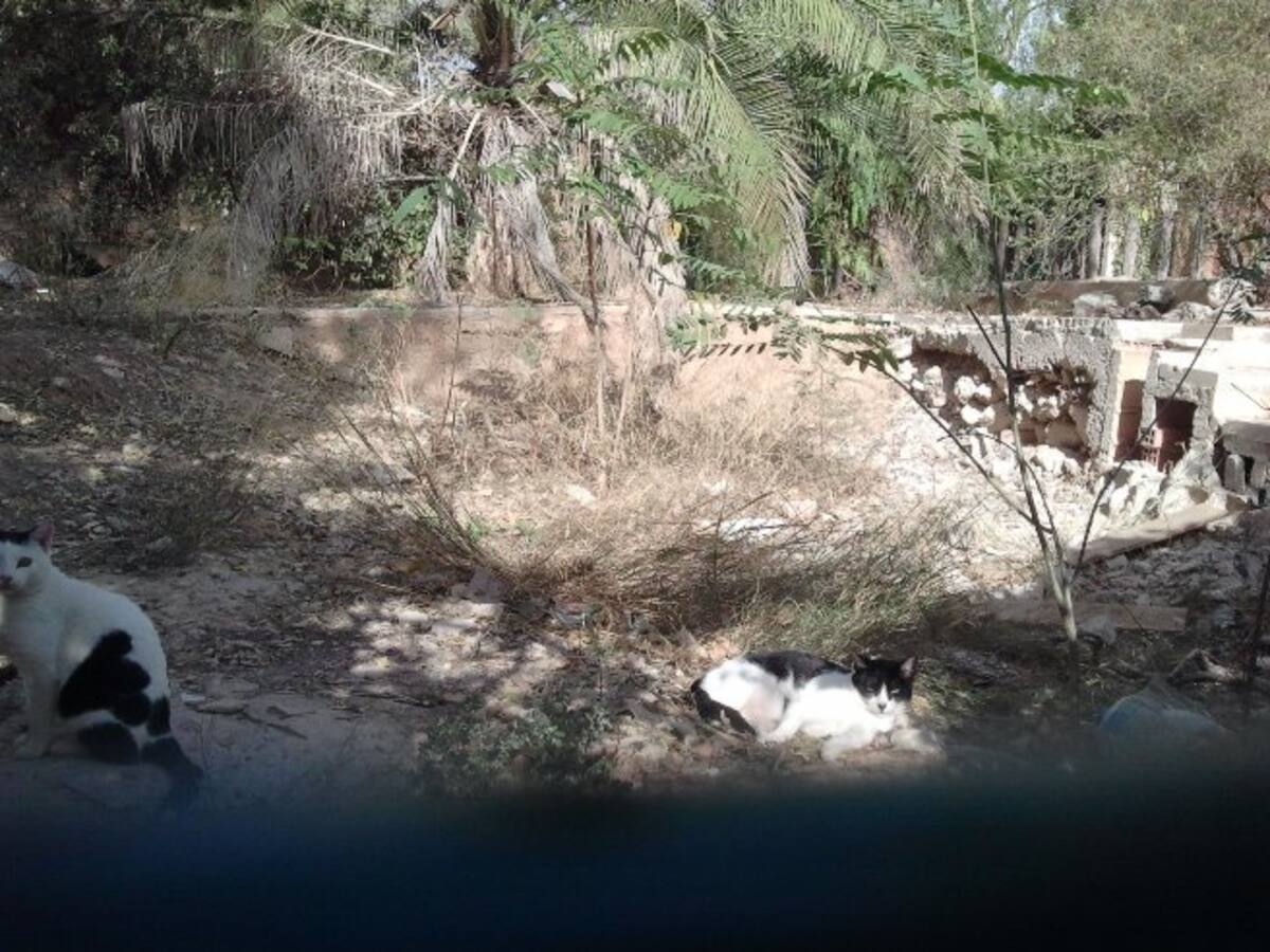 Una colonia de gatos se "ha hecho dueña" del interior del viejo zoo de Viveros