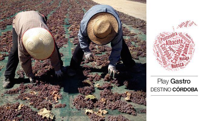 En la imagen, dos volteadoras giran racimos de uva Pedro Ximénez en las afueras de Montilla.