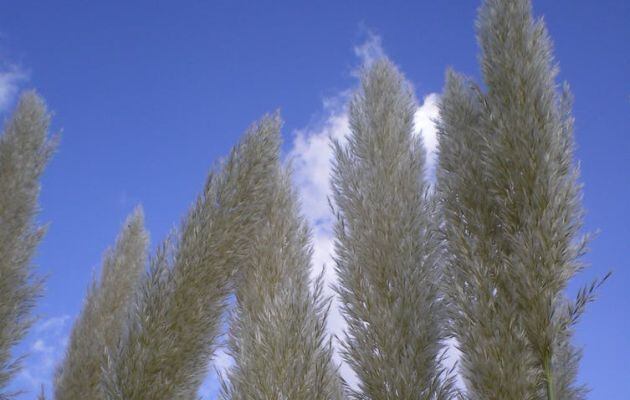 Hierba de la pampa (‘Cortaderia selloana’).