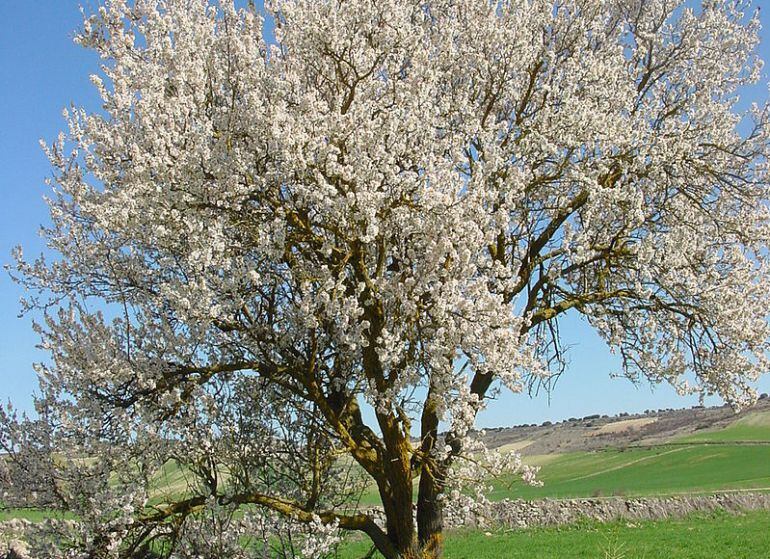 La producción de la almendra este año puede crecer un 60%