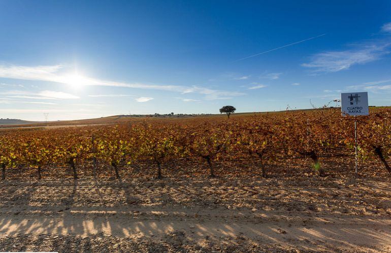 Viñedos de la Bodega Cuatro Rayas