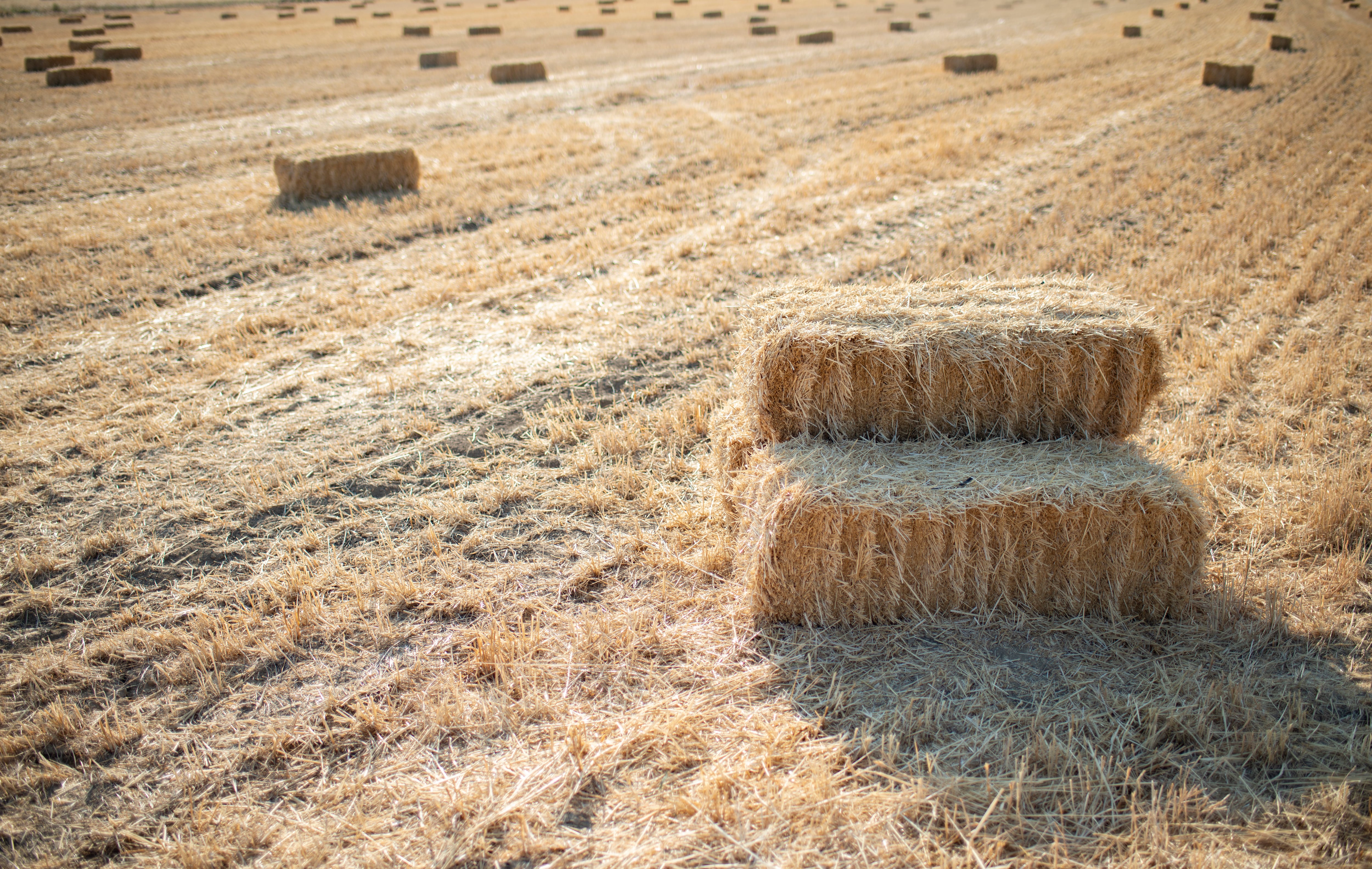 Pacas de paja en el campo