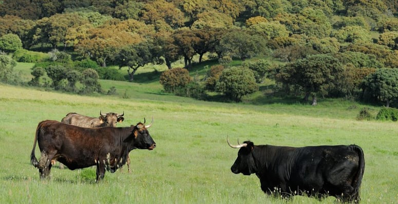 El proyecto Sistema Ibérico Sur pretende reintroducir tauros y caballos semisalvajes en la Serranía de Cuenca, el Alto Tajo y los Montes Universales.