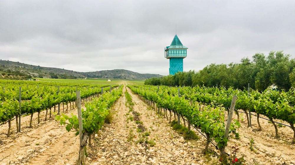 Viñedo de Villena