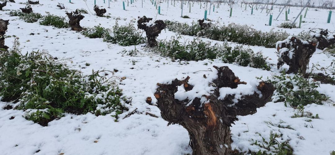 Viñedos nevados en La Mancha