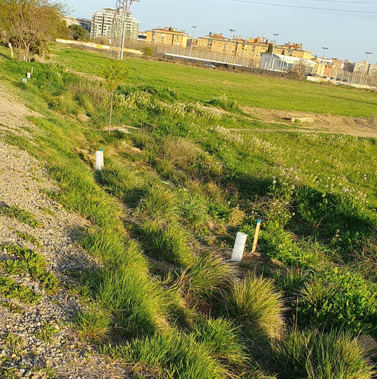 Aspecto de la Vía Verde, con las estacas y las plantas