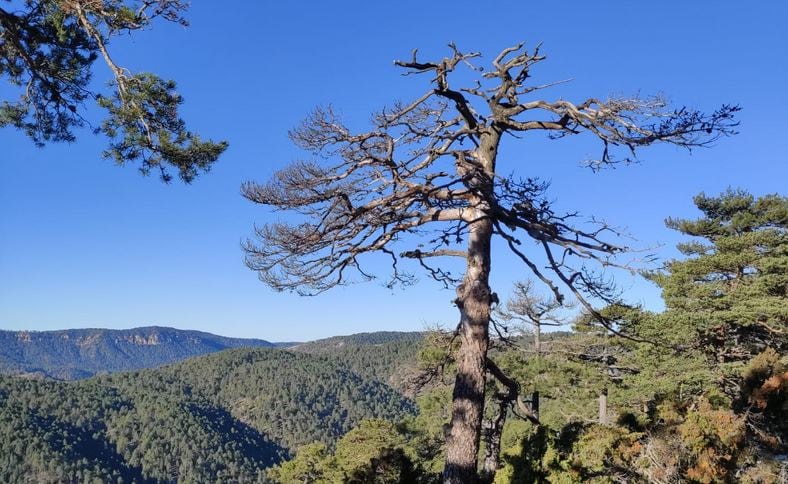 Un pino en la ruta al cerro de San Pelipe, en Cuenca.