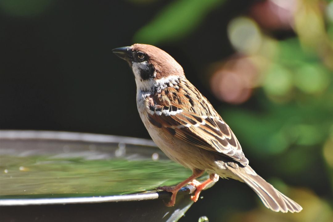 Imagen de un gorrión, una de las aves más comunes. 