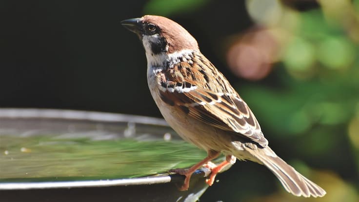 Ambientalment, Ismael Aznar (25/06/2019)