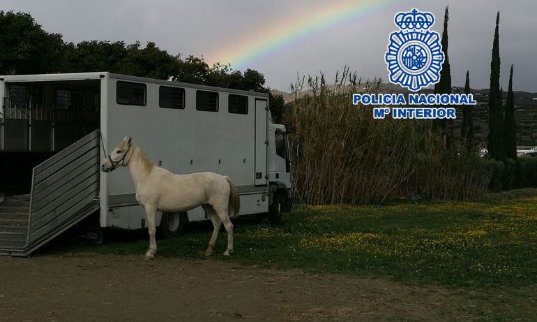 Uno de los equinos rescatados