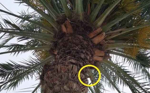 El loro estaba escondido junto a la palmera.