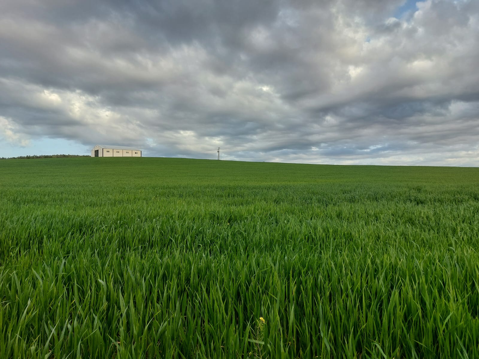 El cereal es uno de los principales cultivos de la comarca y por ello estas jornadas son clave para abordar el futuro del sector