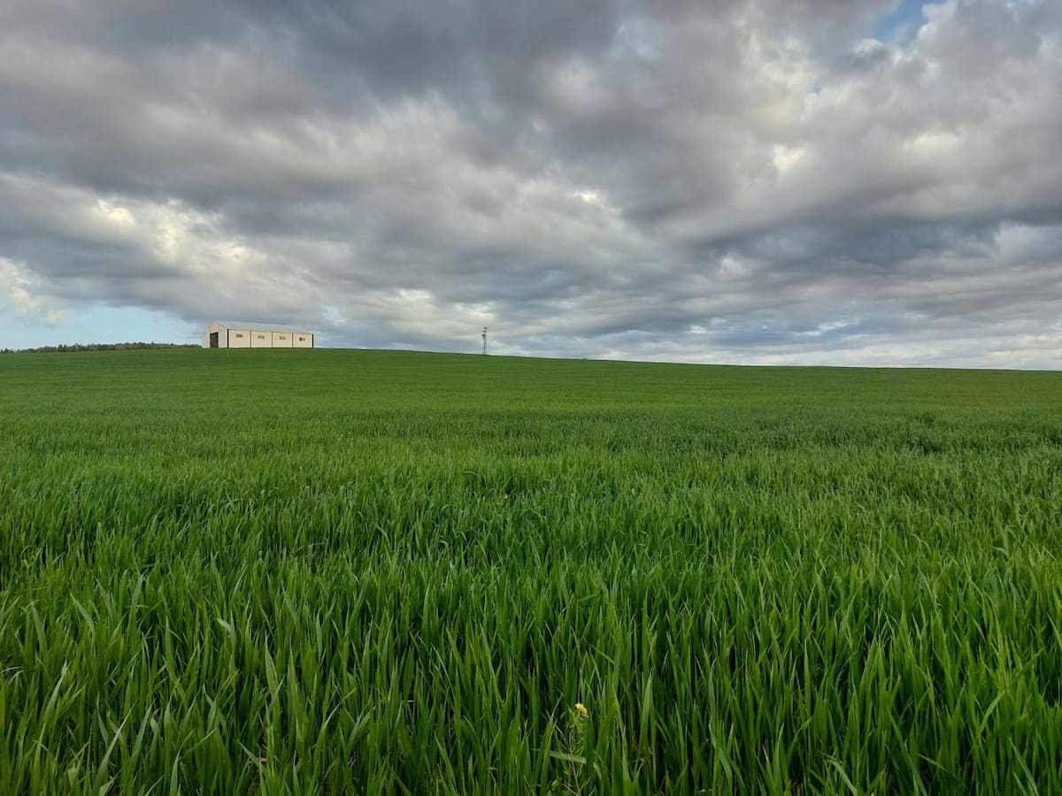 El centro IFAPA Rancho de la Merced acoge las X Jornadas GENVCE de Innovación y Transferencia en Cultivos Extensivos de Invierno