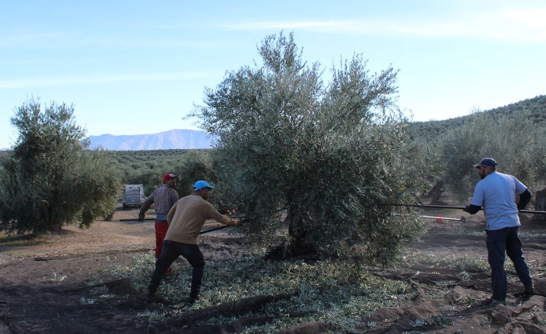 Varios jornaleros varean un olivo en Sierra Mágina.