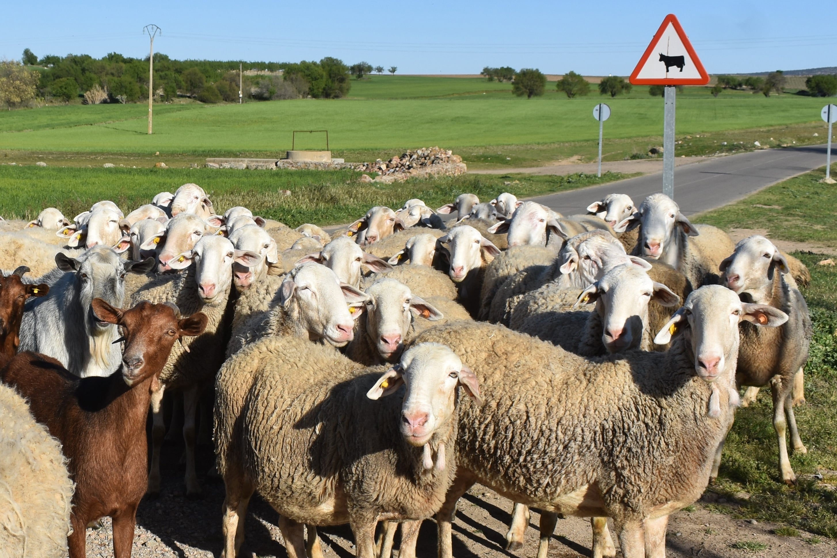 Castilla-La Mancha declara la emergencia sanitaria por lengua azul y comprará 700.000 vacunas para el ganado