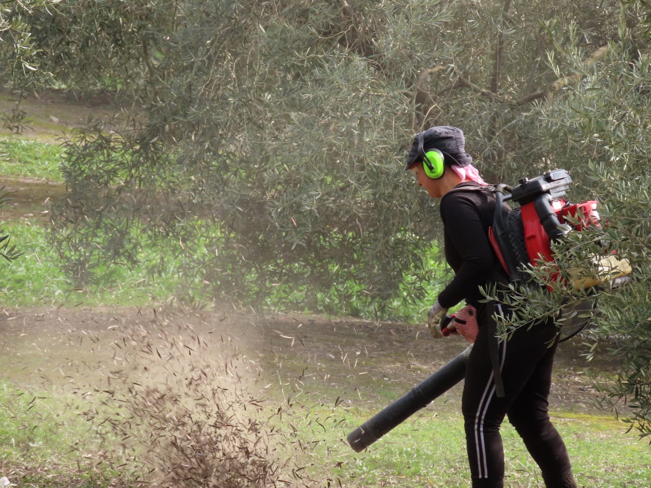 Trabajadoras del campo en Córdoba en la campaña de recogida de la aceituna