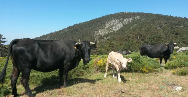 Gandería en la sierra norte de Madrid