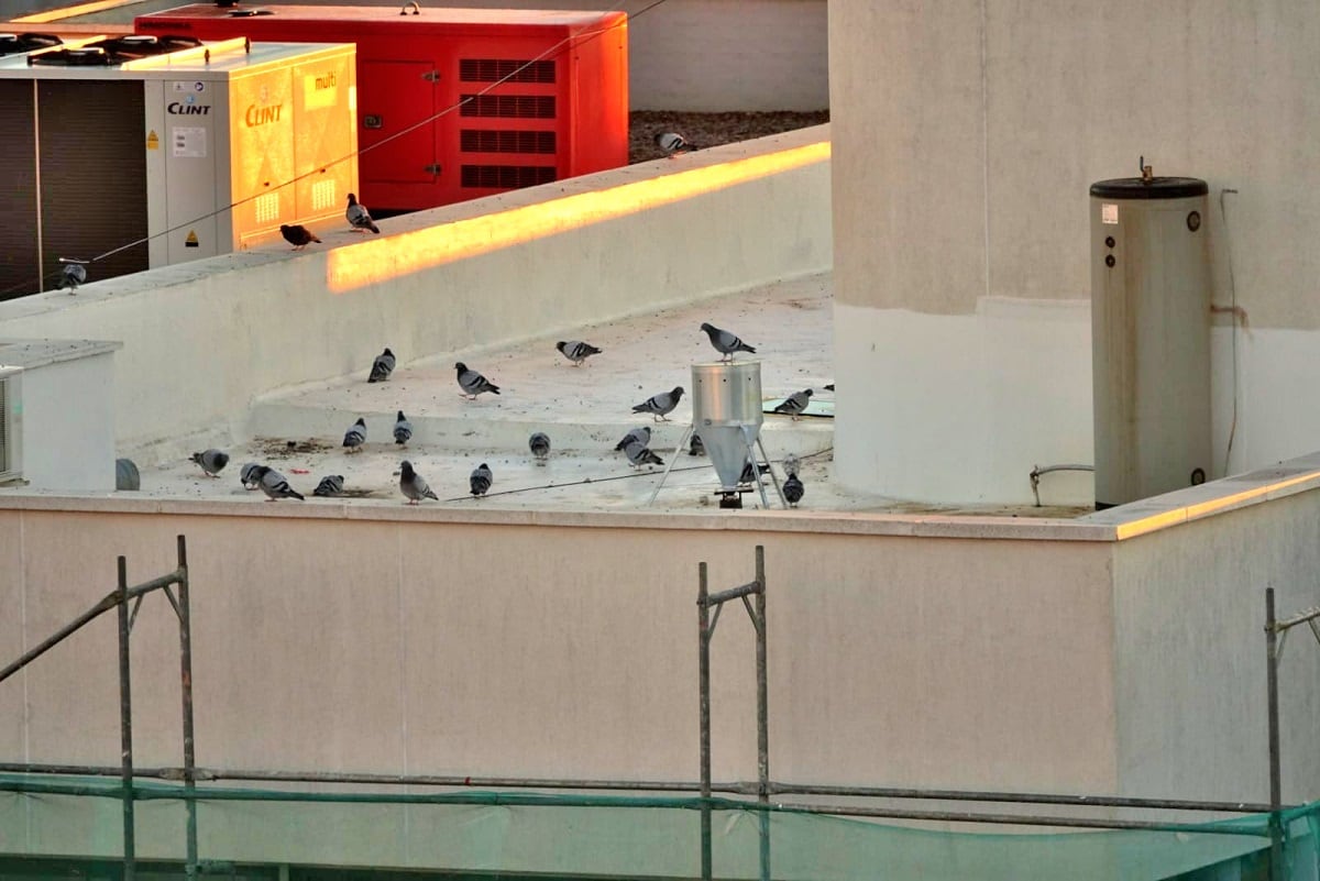 Palomas alimentándose de maíz anticonceptivo en Puertollano