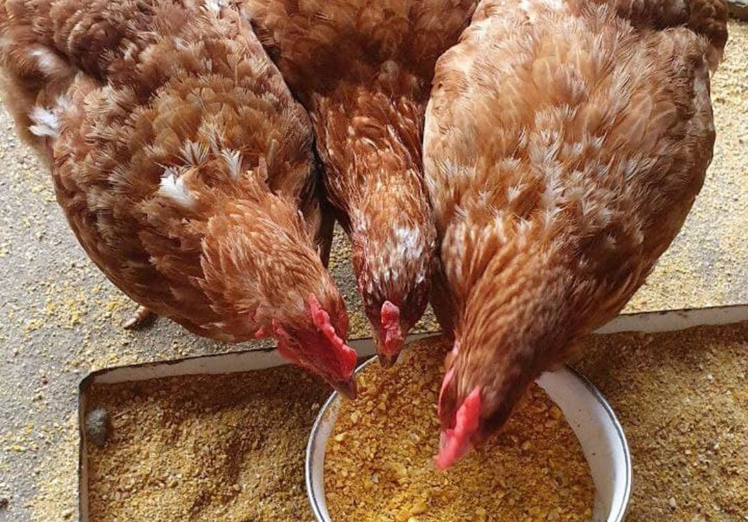 Gallinas comiendo maíz