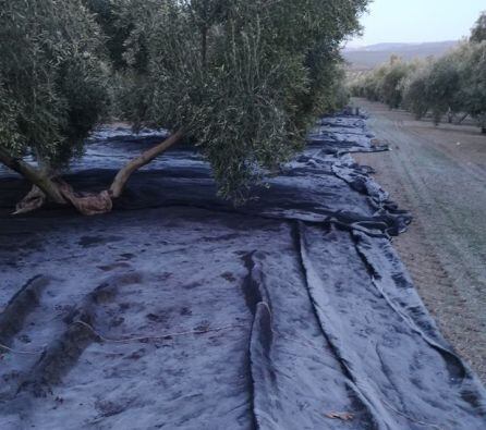 Así amanecen los mantones helados en el olivar después del frío de la madrugada.