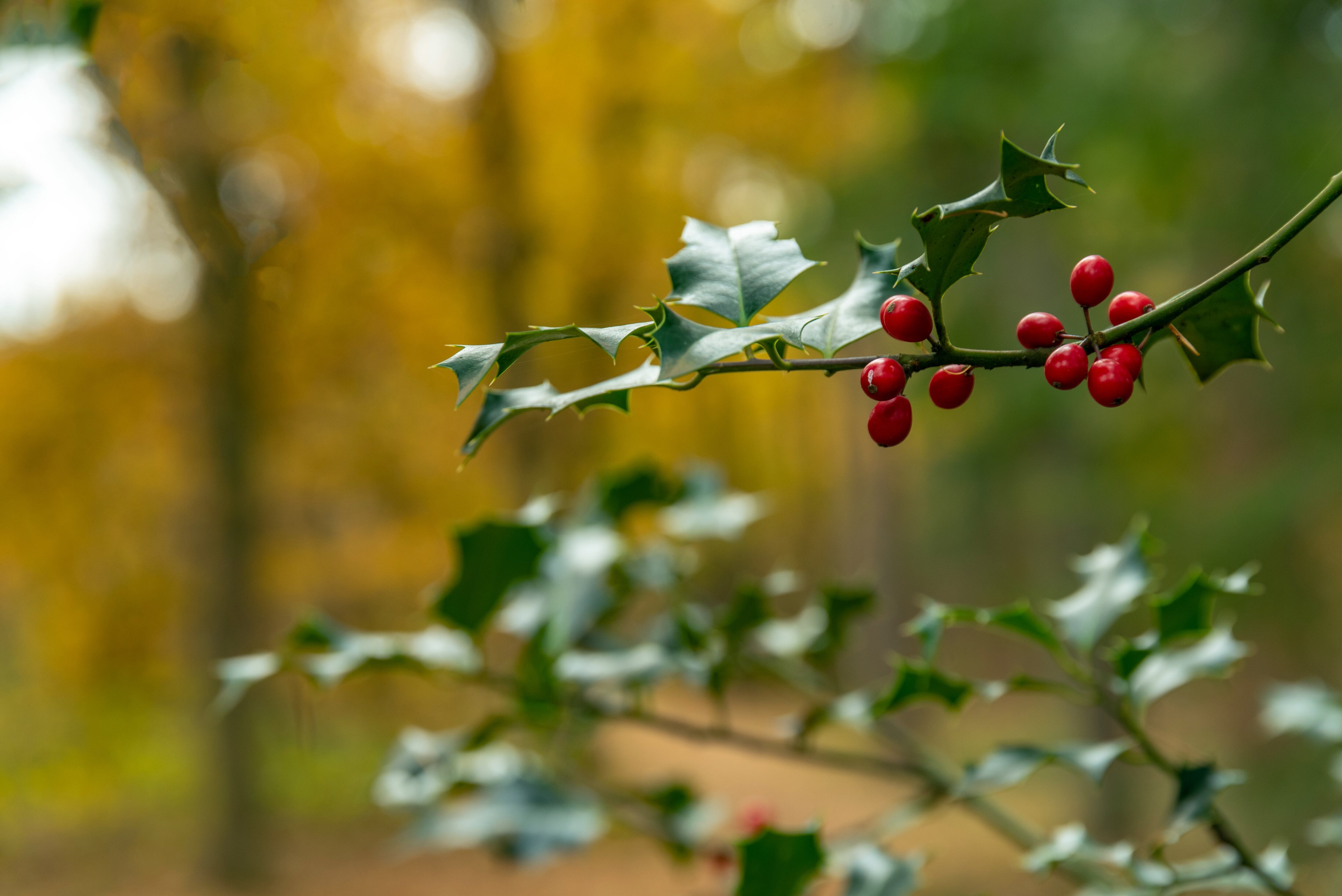 Muérdago rojo en una imagen de archivo