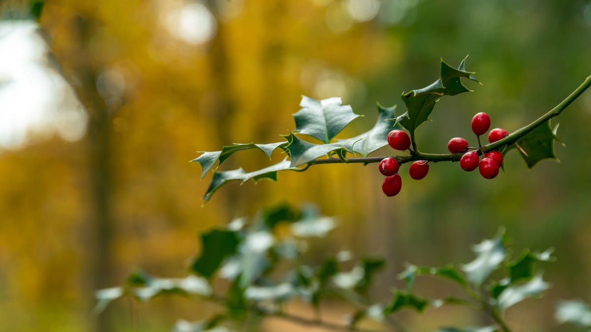 Descubre el pasado más mítico de los adornos de Navidad