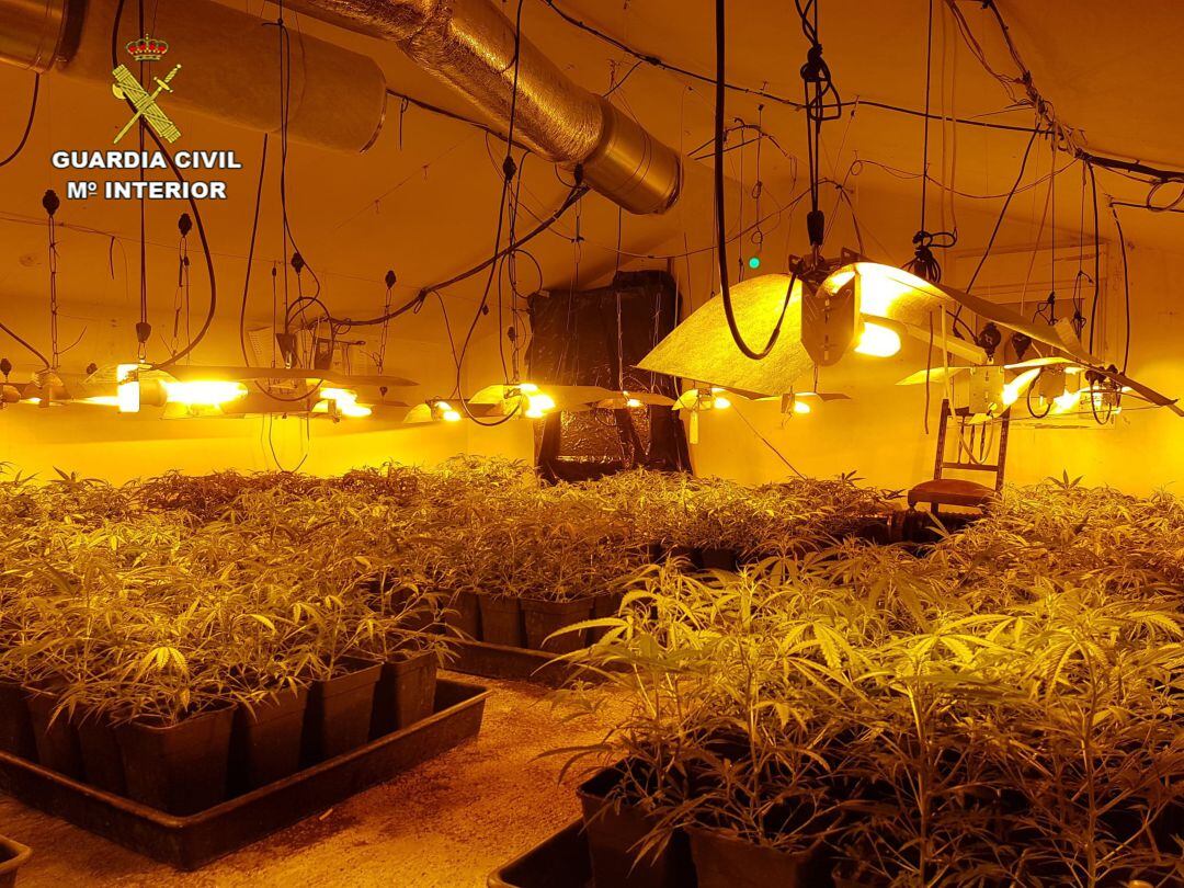 Los agentes encontraron 368 plantas de marihuana en el interior de la vivienda