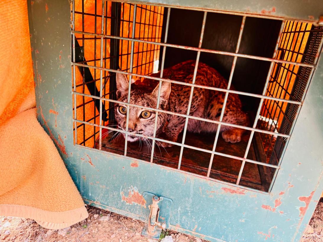 Lince iberico / jccm