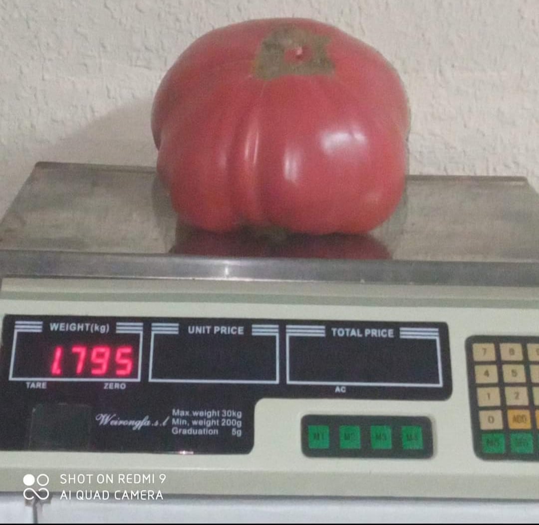 Tomate de Lietor de 1.795 gramos