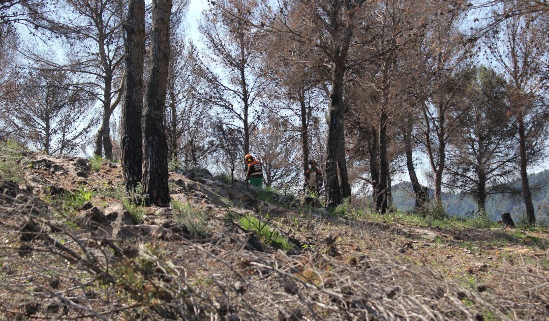 Trabajos de reforestación en Oliva 