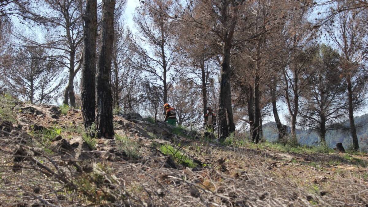 Trabajos para la reforestación de la montaña de Santa Anna en Oliva