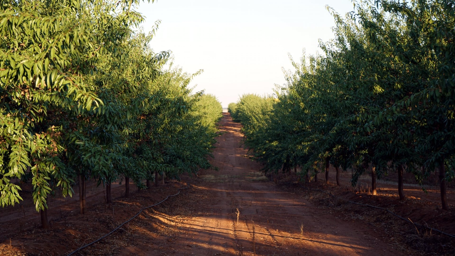 Explotación de almendros