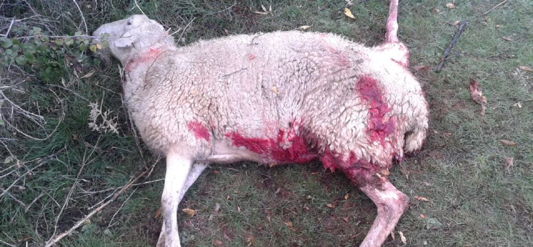 Oveja muerta tras un ataque de lobos