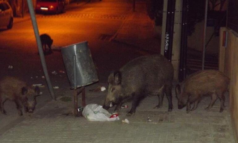 Un grup de senglars menjant d'una paperera a un carrer de Barcelona