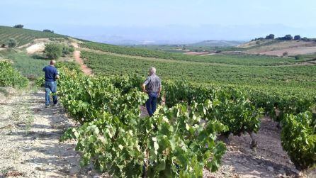 Viñedos de Bodegas Riojanas.