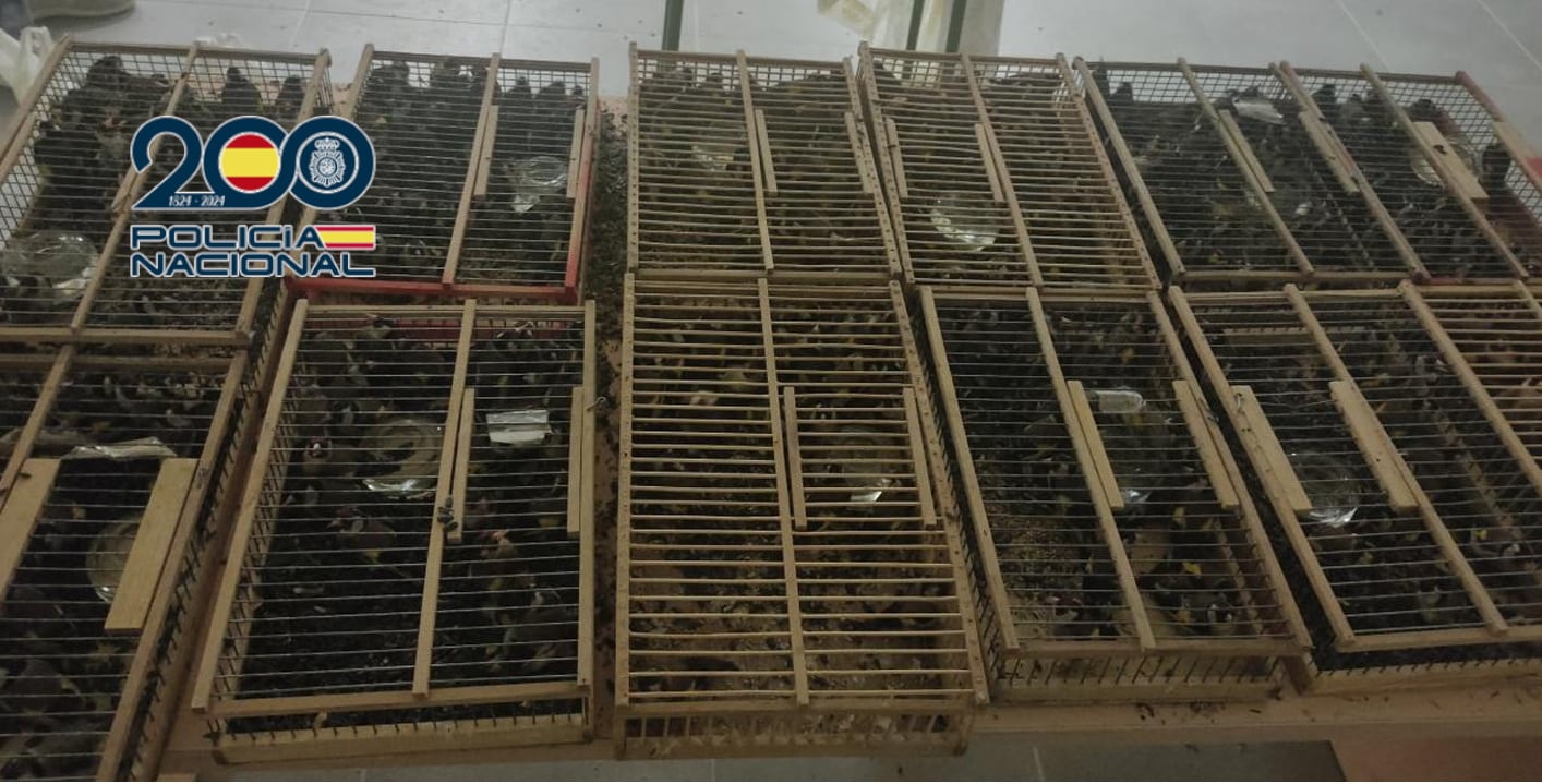 Jilgueros capturados