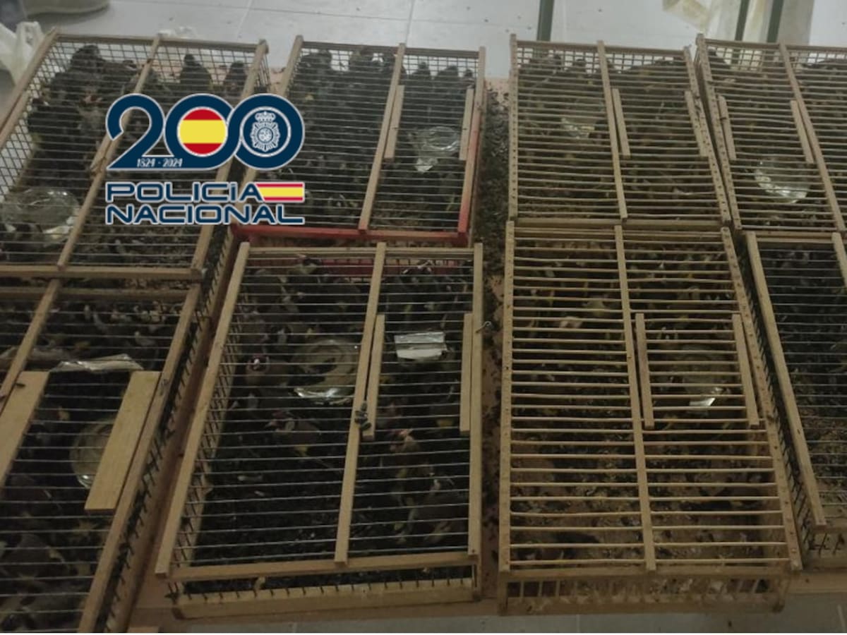 La Policía Nacional intercepta 400 jilgueros capturados en Lorca que iban a ser vendidos ilegalmente en Francia