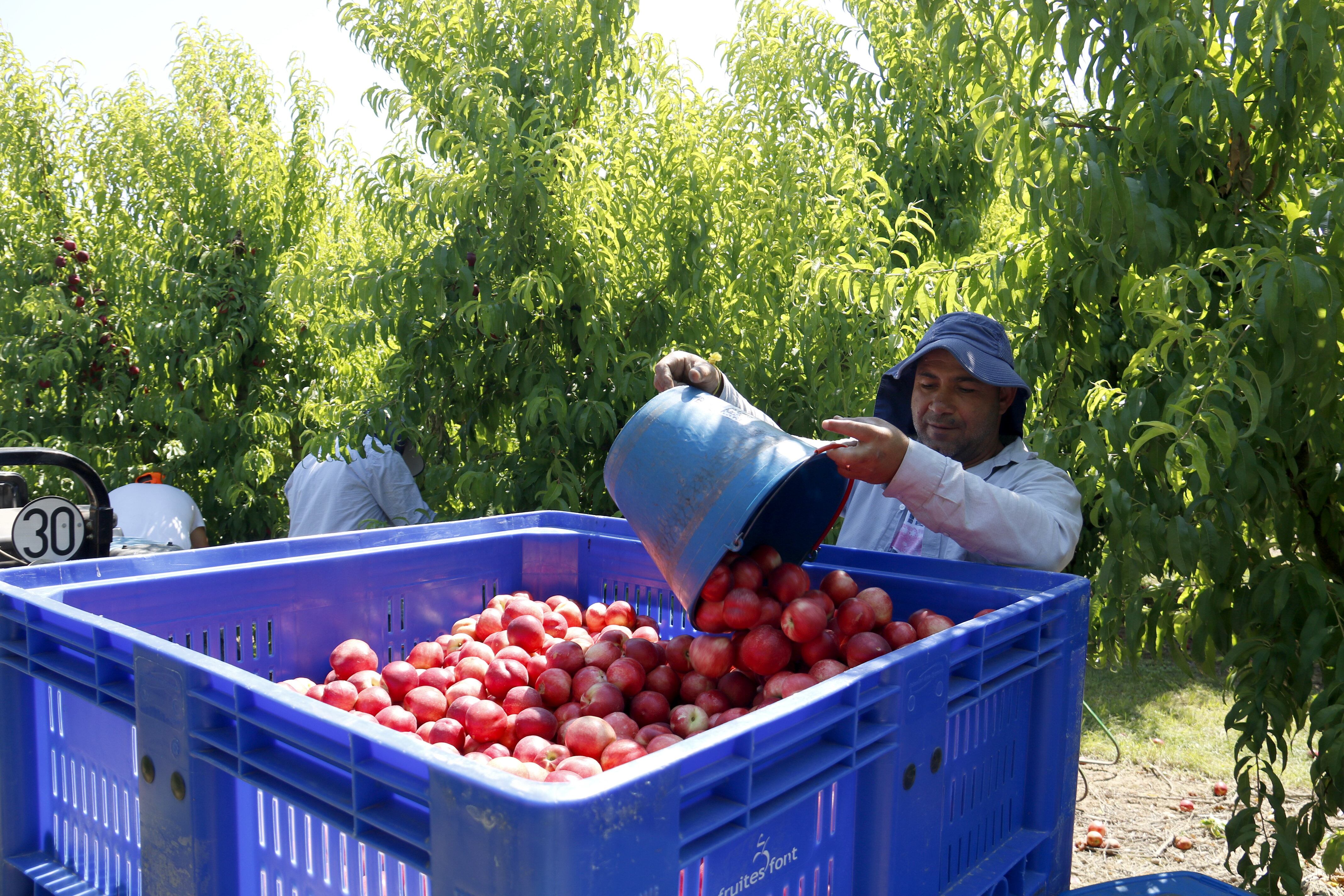 Imatge del mes de juliol d'un temporer en una finca agrària del Segrià, collint préssec. Foto: ACN.