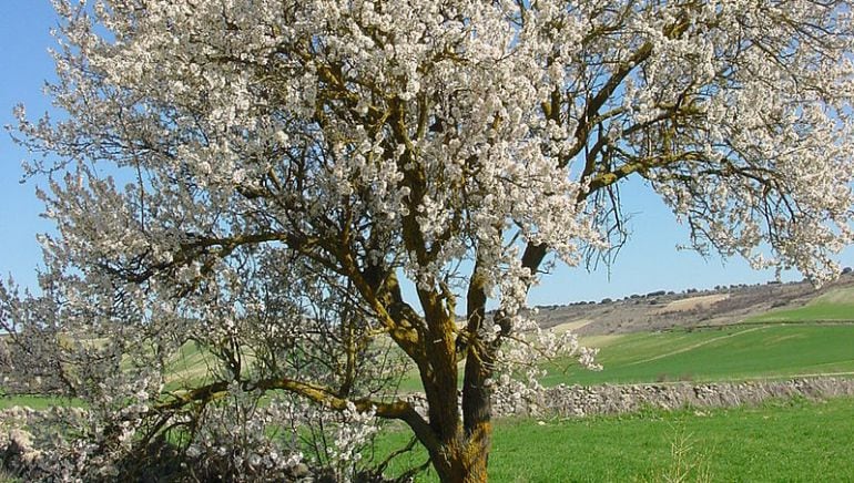 Los agricultores de Villalgordo recibirán formación en cultivos como el almendro