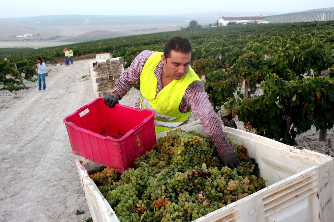 Jornalero trabajando en una de las viñas jerezanas