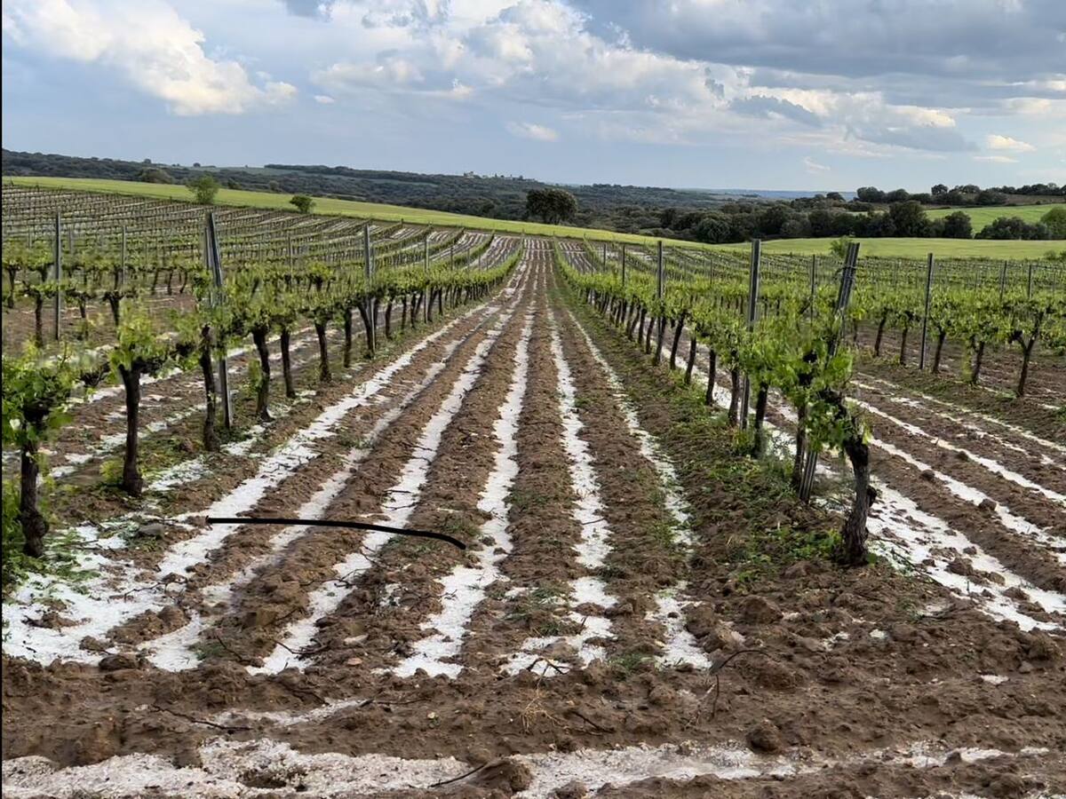 La tormenta de granizo causa daños importantes en los viñedos del Somontano