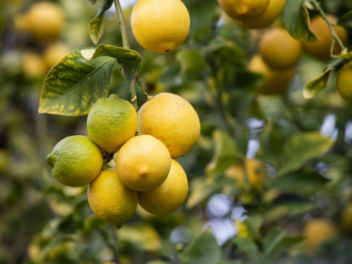 Investigan cómo luchar contra la bacteria que podría acabar con los cítricos en 15 años