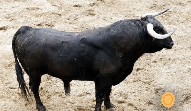 &#039;Orgullito&#039;, ejemplar de la ganadería de Garcigrande indultado por El Juli, en los corrales de la plaza de toros de Sevilla