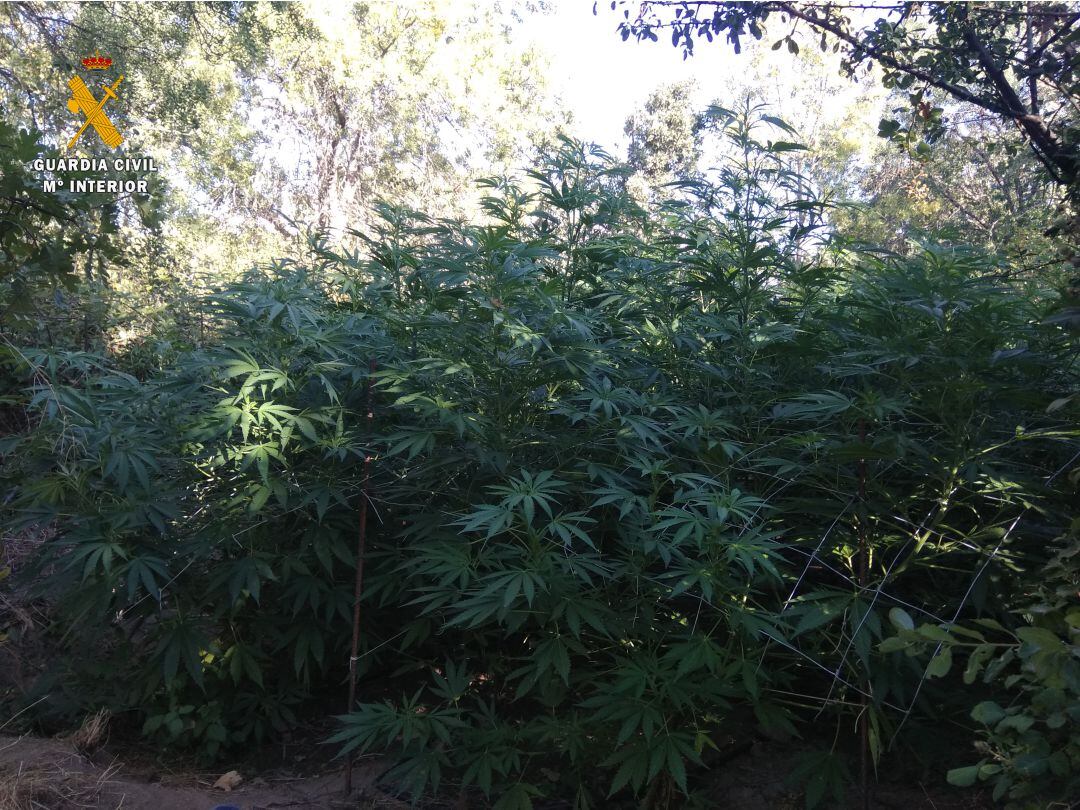 Las plantas de marihuana estaban camufladas entre una zarza